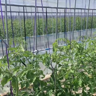 Serre à pellicule multifonction pour la plantation d'herbe Matériau de couverture optimal et système d'ombrage
