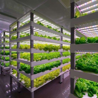Coût d'expédition et délai de livraison estimé Serres de conteneurs pour légumes à feuilles