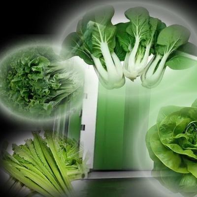Coût d'expédition et délai de livraison estimé Serres de conteneurs pour légumes à feuilles