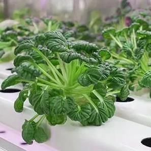 Coût d'expédition et délai de livraison estimé Serres de conteneurs pour légumes à feuilles