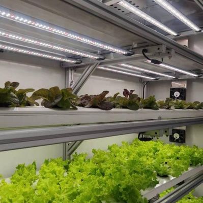 Coût d'expédition et délai de livraison estimé Serres de conteneurs pour légumes à feuilles