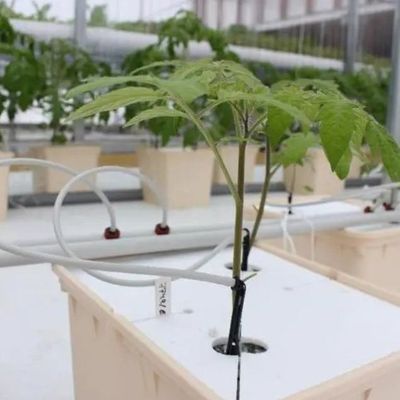 Structure en acier Serre de conteneurs verticaux pour l'agriculture avec système hydroponique à plusieurs étendues
