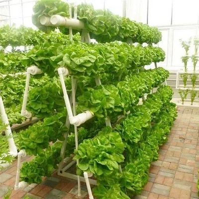 Structure en acier Serre de conteneurs verticaux pour l'agriculture avec système hydroponique à plusieurs étendues