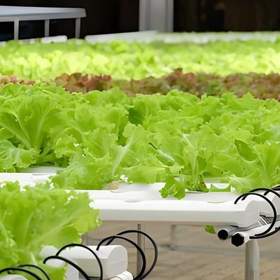 Structure en acier Serre de conteneurs verticaux pour l'agriculture avec système hydroponique à plusieurs étendues