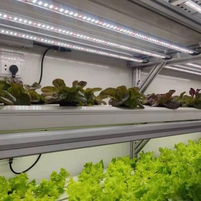 Structure en acier Serre de conteneurs verticaux pour l'agriculture avec système hydroponique à plusieurs étendues