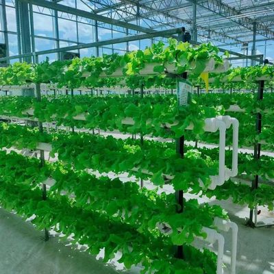 Structure en acier Serre de conteneurs verticaux pour l'agriculture avec système hydroponique à plusieurs étendues
