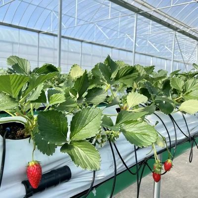 Serre à pellicule multifonction pour la plantation d'herbe et de fleurs