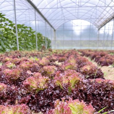 États-Unis Soil de cocope pour la culture de légumes dans l'agriculture commerciale durable en serre