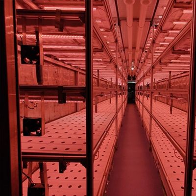 Serres agricoles à plusieurs étendues 40 pieds contenant système d'agriculture verticale hydroponique