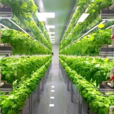 Serres agricoles à plusieurs étendues 40 pieds contenant système d'agriculture verticale hydroponique