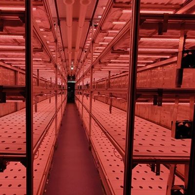Type de contrôle intelligent Agriculture Ferme de conteneurs hydroponiques sur demande personnalisée