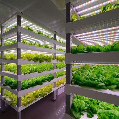 Type de contrôle intelligent Agriculture Ferme de conteneurs hydroponiques sur demande personnalisée