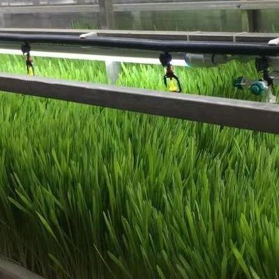 Type de contrôle intelligent Agriculture Ferme de conteneurs hydroponiques sur demande personnalisée