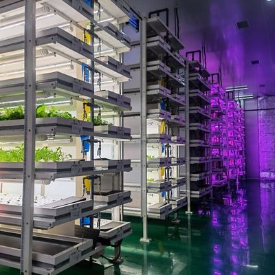 Type de contrôle intelligent Agriculture Ferme de conteneurs hydroponiques sur demande personnalisée