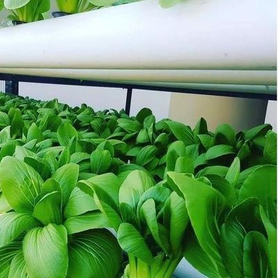 Serre à plusieurs étages avec hydroponie et structure en acier La combinaison parfaite