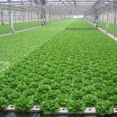 Serre à film de contrôle de l'humidité multi-span pour les légumes Optimiser la croissance des légumes