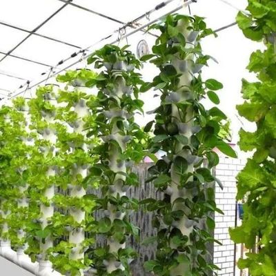 Serre à film de contrôle de l'humidité multi-span pour les légumes Optimiser la croissance des légumes