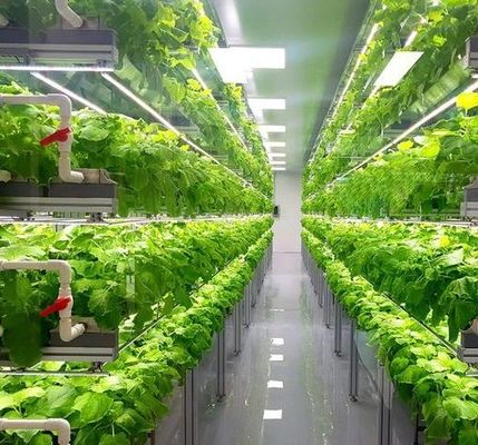 Serre à film de contrôle de l'humidité multi-span pour les légumes Optimiser la croissance des légumes