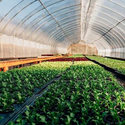Serre à pellicule hydroponique à chauffage temporaire avec système de contrôle de l'humidité JX-FG-212