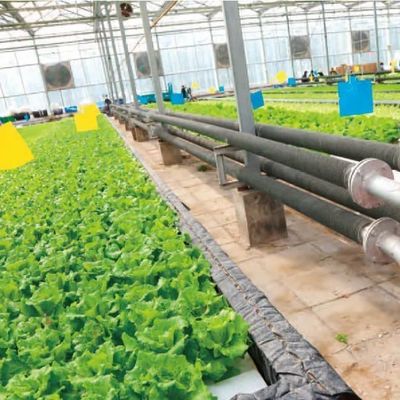 Serre à pellicule hydroponique à chauffage temporaire avec système de contrôle de l'humidité JX-FG-212