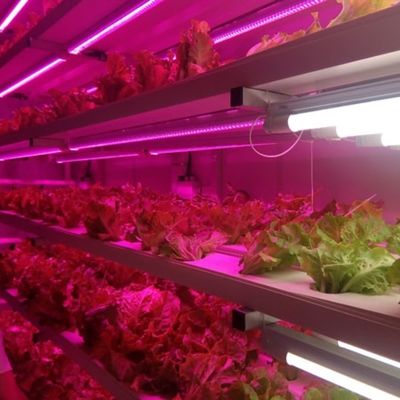 Économisez de l'espace avec notre système de culture hydroponique verticale