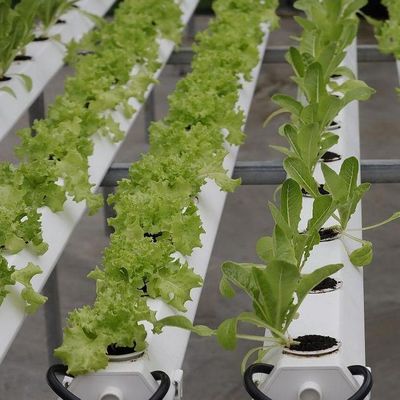 Serre à film d'humidité contrôlée par la monnaie américaine pour la production de légumes sans sol