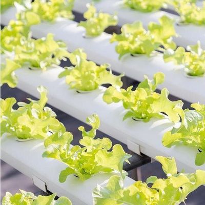 Serre à film d'humidité contrôlée par la monnaie américaine pour la production de légumes sans sol