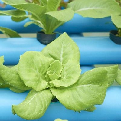 Serre à film d'humidité contrôlée par la monnaie américaine pour la production de légumes sans sol