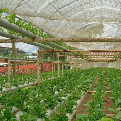 Serre à film d'humidité contrôlée par la monnaie américaine pour la production de légumes sans sol