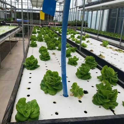 Serre à film d'humidité contrôlée par la monnaie américaine pour la production de légumes sans sol