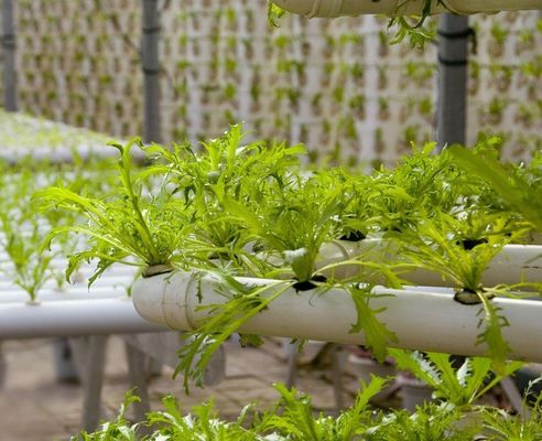 Serre hydroponique à film Po/PE pour légumes à double couche