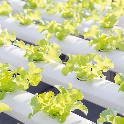 Serre hydroponique à film Po/PE pour légumes à double couche