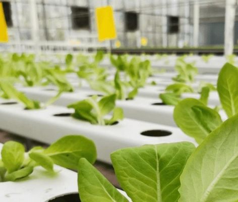 Système de serre à film commercial à double couche pour la gestion de l'humidité dans les serres