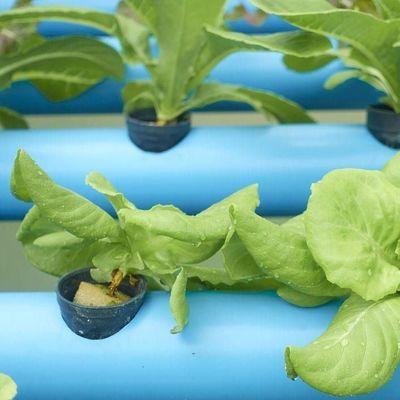 Système de serre à film commercial à double couche pour la gestion de l'humidité dans les serres
