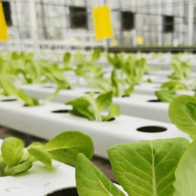 Serre à pellicule adaptée à la culture des semis et économique avec couverture en plastique