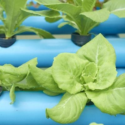 Serre à pellicule adaptée à la culture des semis et économique avec couverture en plastique