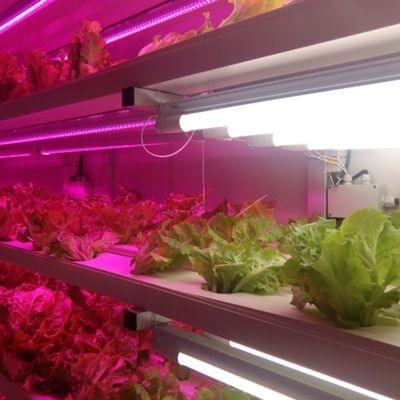 Système complet de conteneurs agricoles de 40 pieds pour les fourrages hydroponiques par conteneurs maritimes