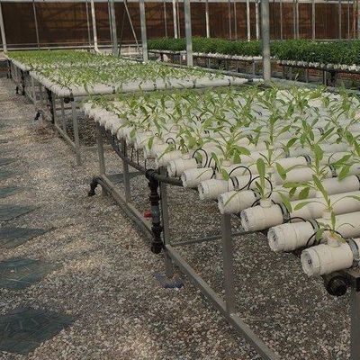 Technologie sans sol et chauffage temporaire Serre de culture des légumes 2000.000kg