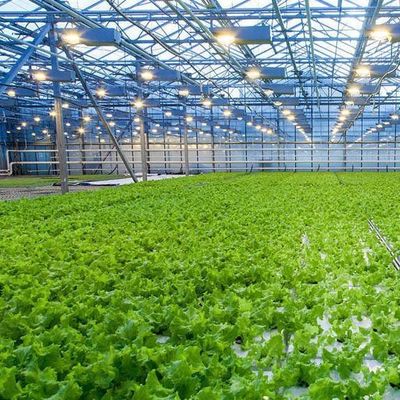 Technologie sans sol et chauffage temporaire Serre de culture des légumes 2000.000kg
