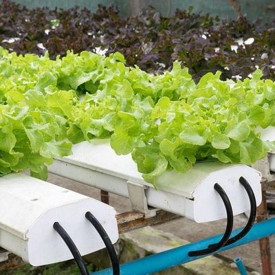 Technologie sans sol et chauffage temporaire Serre de culture des légumes 2000.000kg