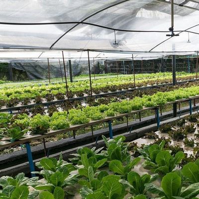 Technologie sans sol et chauffage temporaire Serre de culture des légumes 2000.000kg