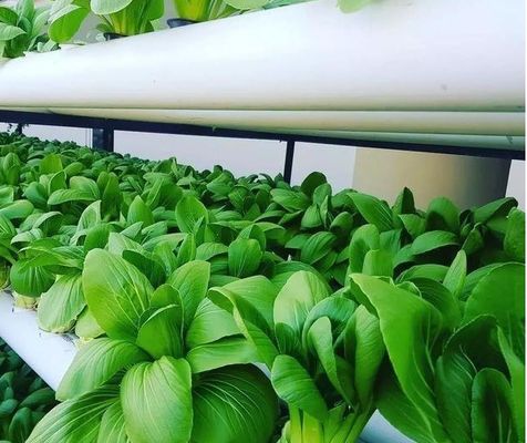 Conception de serre à pellicule de culture sans sol pour les légumes et méthode de chauffage temporaire