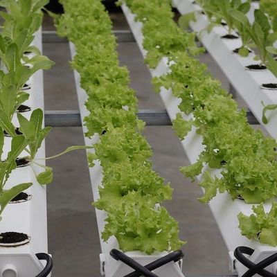 Conception de serre à pellicule de culture sans sol pour les légumes et méthode de chauffage temporaire