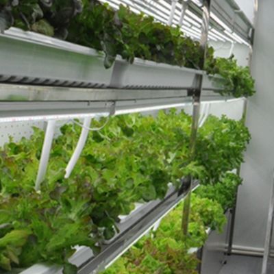Personnalisation des systèmes de conteneurs d'aliments pour animaux hydroponiques en serre pour des performances optimales