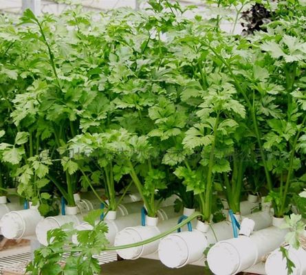 Département économique Serre en plastique avec hydroponie et chauffage temporaire