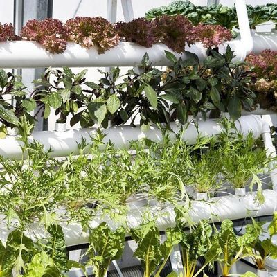 Département économique Serre en plastique avec hydroponie et chauffage temporaire