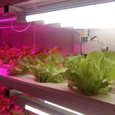 Système de culture de microgréens commerciaux en hydroponie intérieure avec serre JX-container