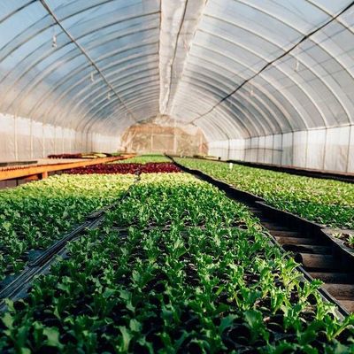 Serre à plusieurs espaces à toit en forme de voûte pour la culture hydroponique à température contrôlée