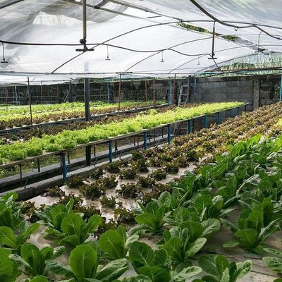 Serre à plusieurs espaces à toit en forme de voûte pour la culture hydroponique à température contrôlée