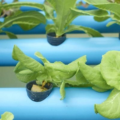 Serre à plusieurs espaces à toit en forme de voûte pour la culture hydroponique à température contrôlée